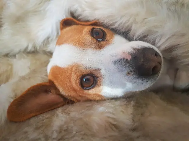 犬が食糞するのはなぜ?原因とやめさせ方