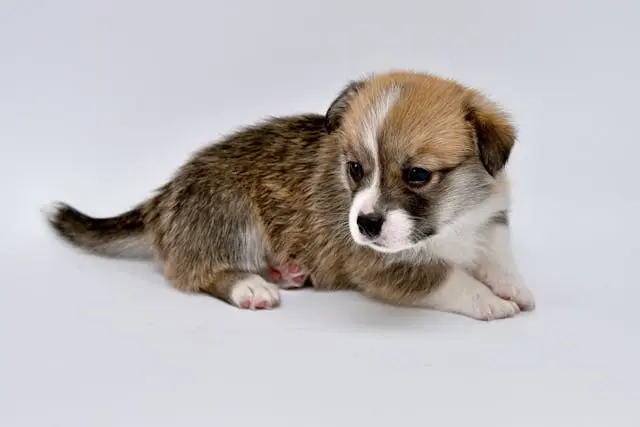 犬が水を飲んだ直後だけ吐くようになったら?胃拡張のリスクとは