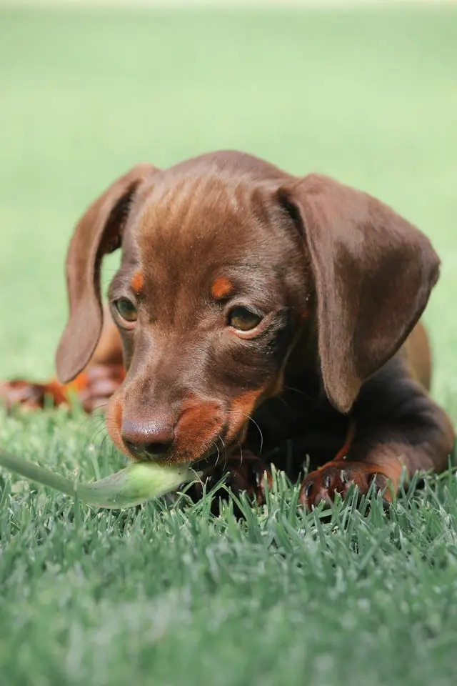 犬が朝だけくしゃみを繰り返すときに疑うハウスダストアレルギー