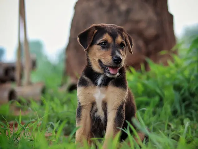 犬がうんちの最後だけ緩くなるときに疑うべき吸収異常とは