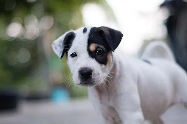 犬が便秘のあとに緩い便をするようになったときの腸内バランス崩壊の兆候