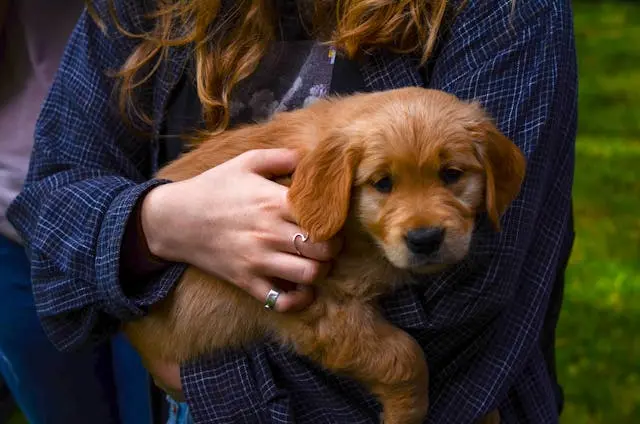 犬が寝床を頻繁に変える理由と落ち着かせ方