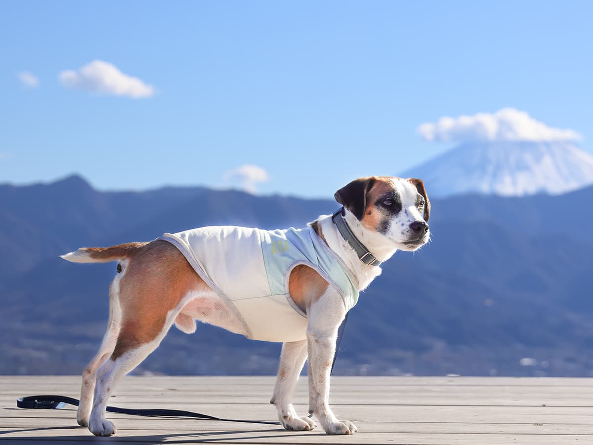 犬の口臭がきつい:歯石・歯周病・内臓疾患の可能性