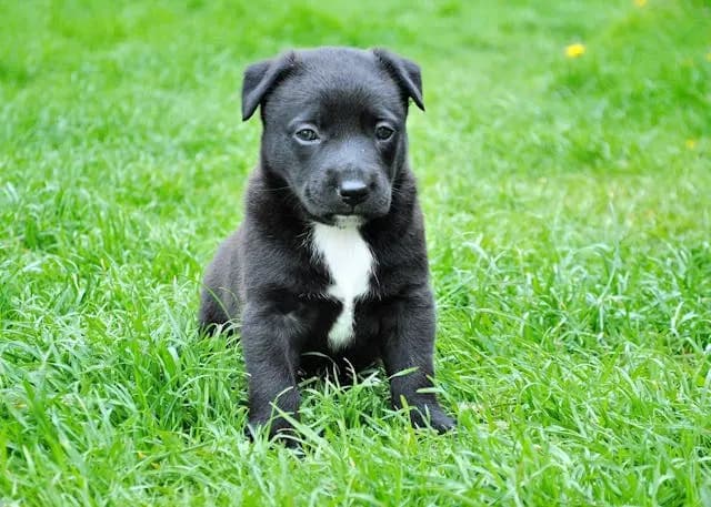 犬の歯の間に出血が見られたときの歯周病チェックリスト