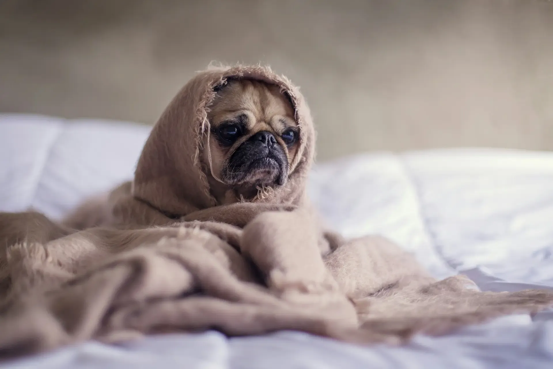 犬が尻を引きずる:肛門腺・寄生虫・皮膚の異常チェック