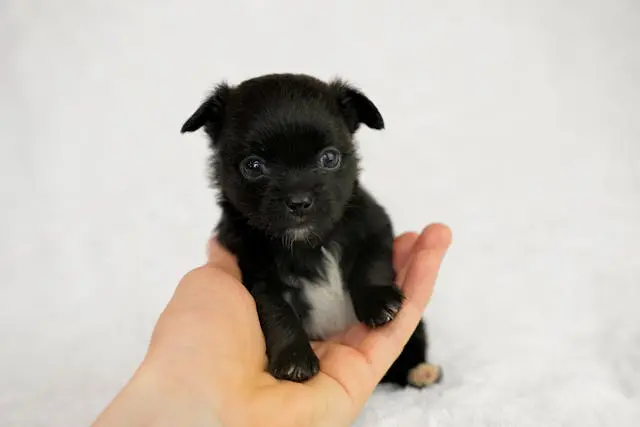 犬の耳が左右で立ち方に差が出てきたときの神経・筋肉チェック