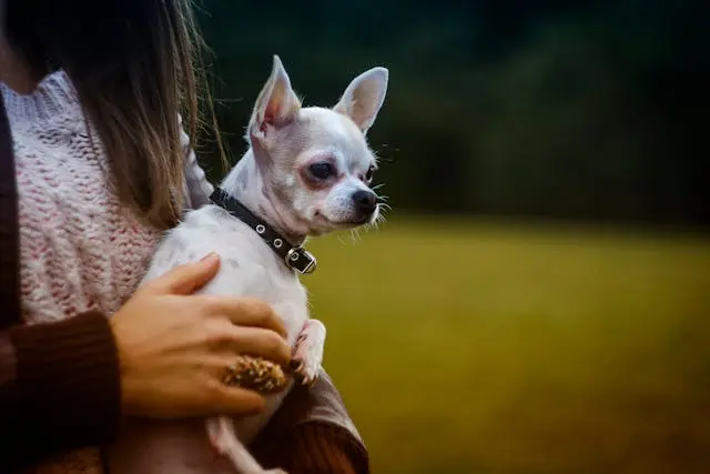 愛犬が急に一人遊びをしなくなったときの接し方と距離感