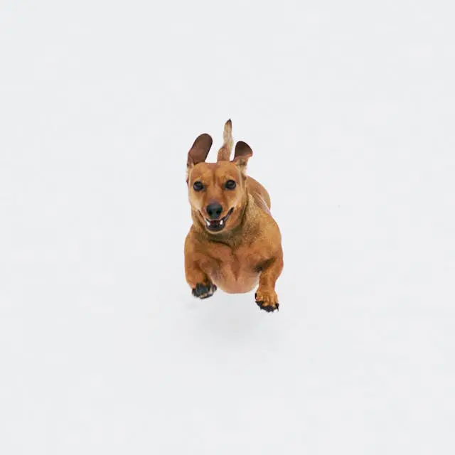 犬がまぶたを指先で触ろうとすると避けるようになったとき