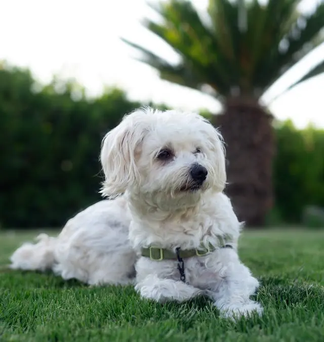 犬の舌が白っぽい・紫色になる原因と緊急性の見分け方