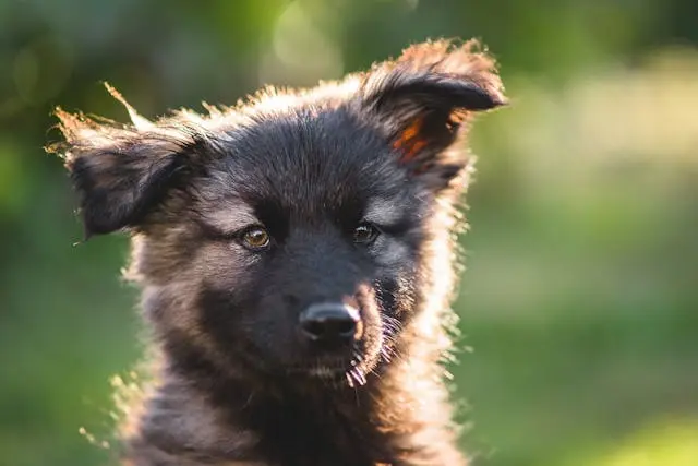 湿気で犬の耳が臭うときの6月ならではの対処方法と習慣改善