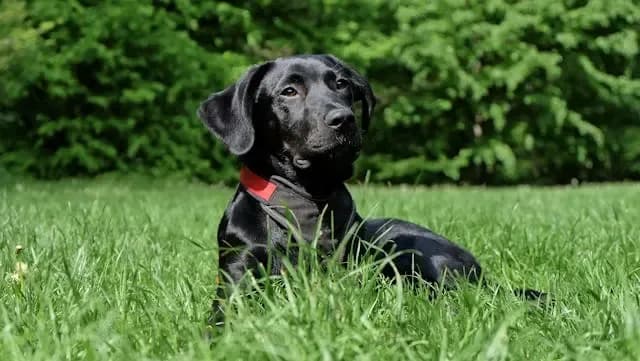 夏への変わり目にだけ現れる犬の一過性ふらつきの特徴