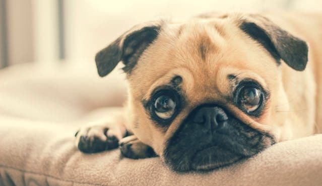 犬が体を伸ばす回数が増えたときに考えること