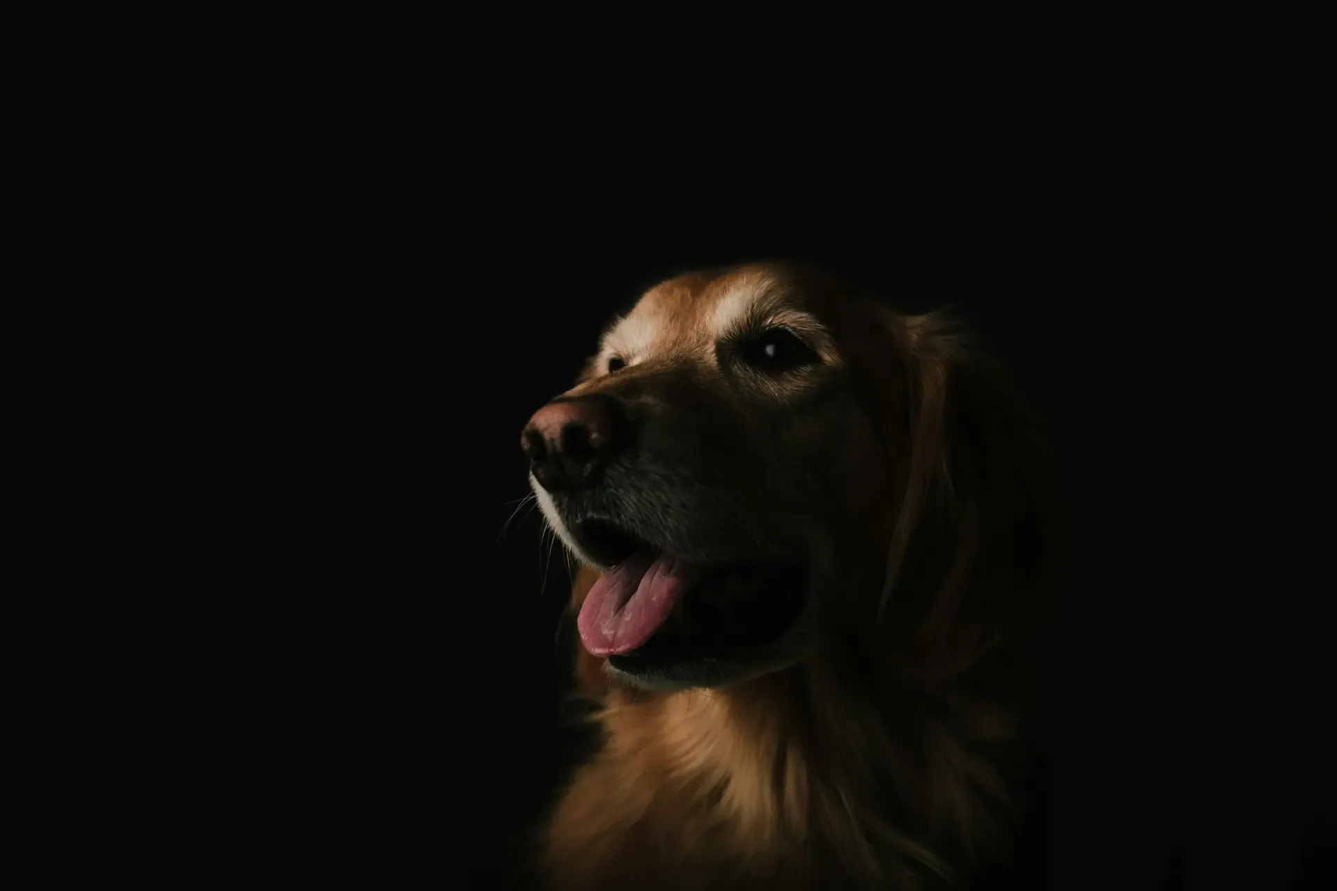 寝たきり老犬の床ずれ防止マットと寝返りのコツ