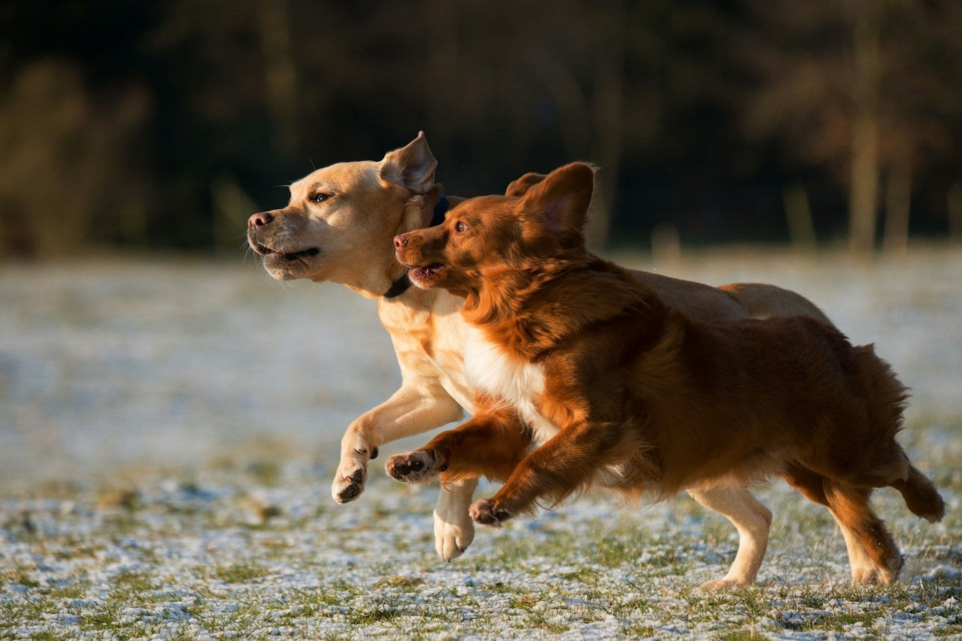 犬の運動不足を遊びで解消する|室内でもできる運動のコツ