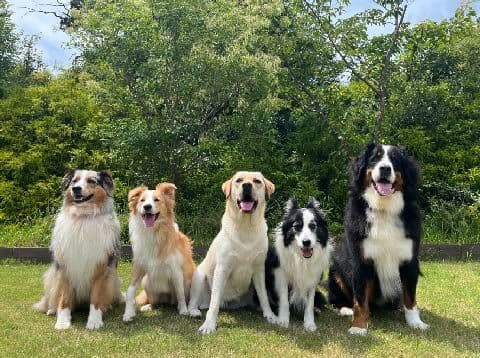 愛犬の冬場の散歩で注意すべき凍結路と肉球ケア対策