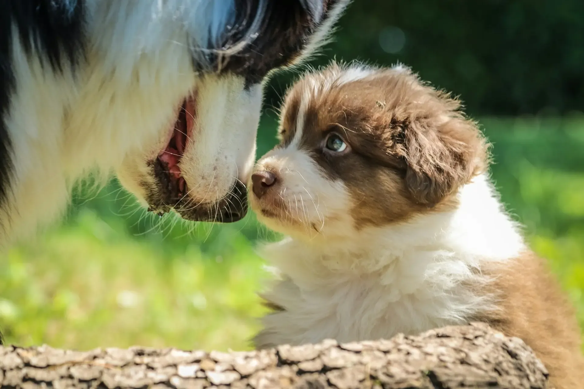 犬の散歩中の引っ張りをやめさせる方法: 愛犬とのリラックスした散歩を実現する完全ガイド