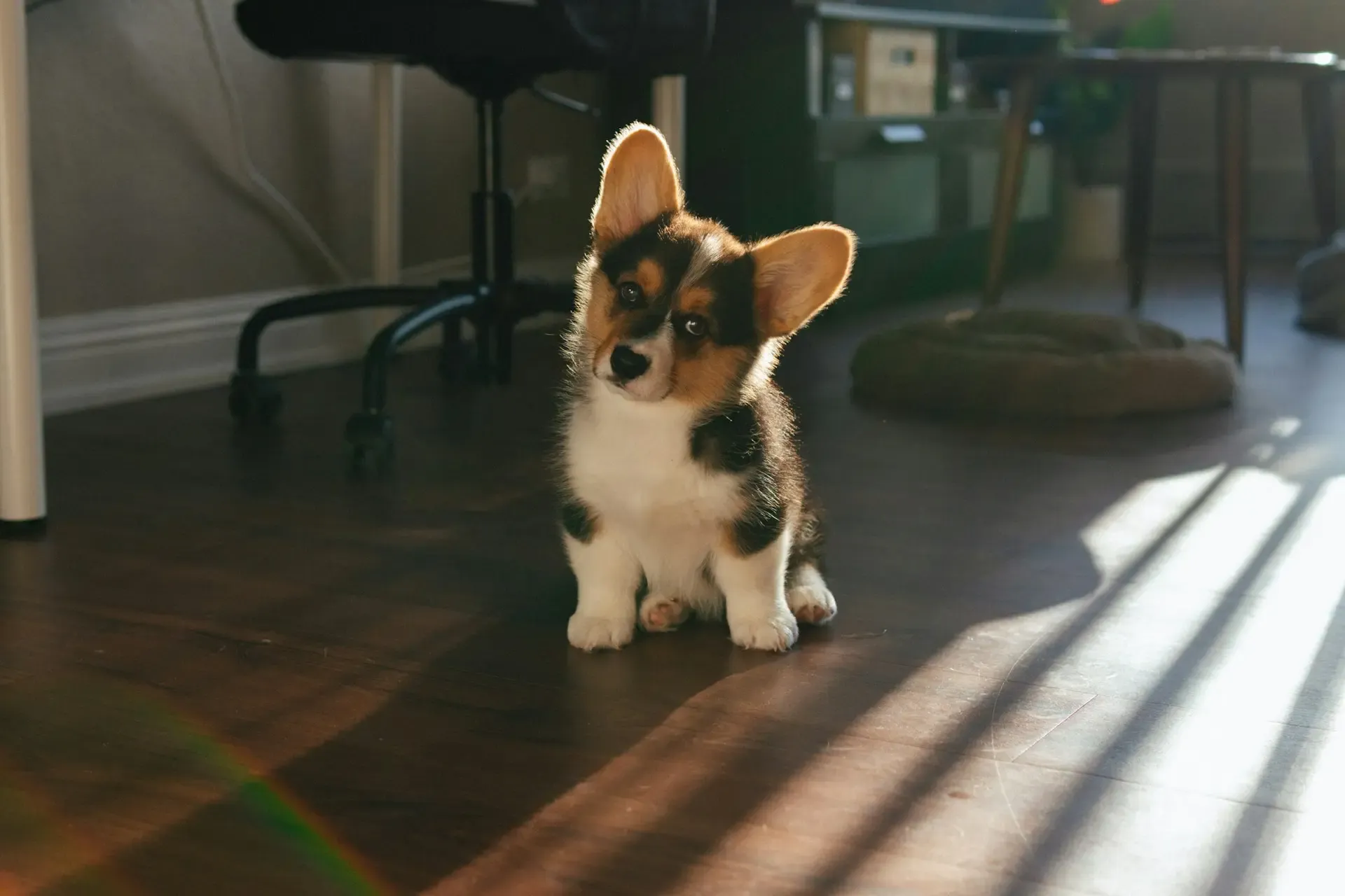 小型の愛犬のアトピーとは?かゆみ・赤み・脱毛の原因と治療法を徹底解説