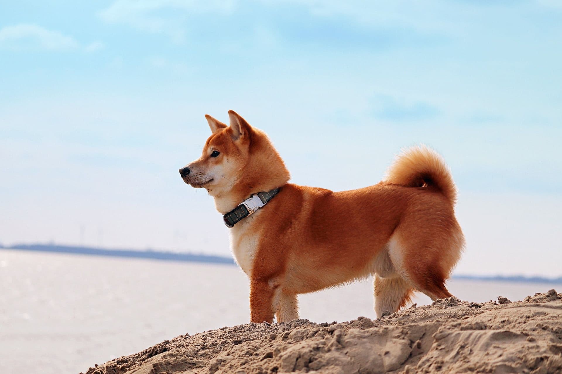 愛犬のストレスを解消!科学的根拠に基づく快適な生活習慣
