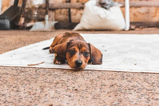 犬のうんちが粒状になってきたときに疑うべき水分吸収異常