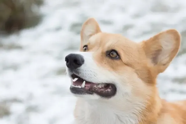 愛犬の尾が片側に傾いたまま動かない時の神経リスク
