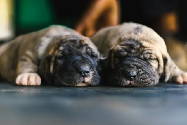 犬が頭を振る回数が急に増えたときの耳内部の異常チェック