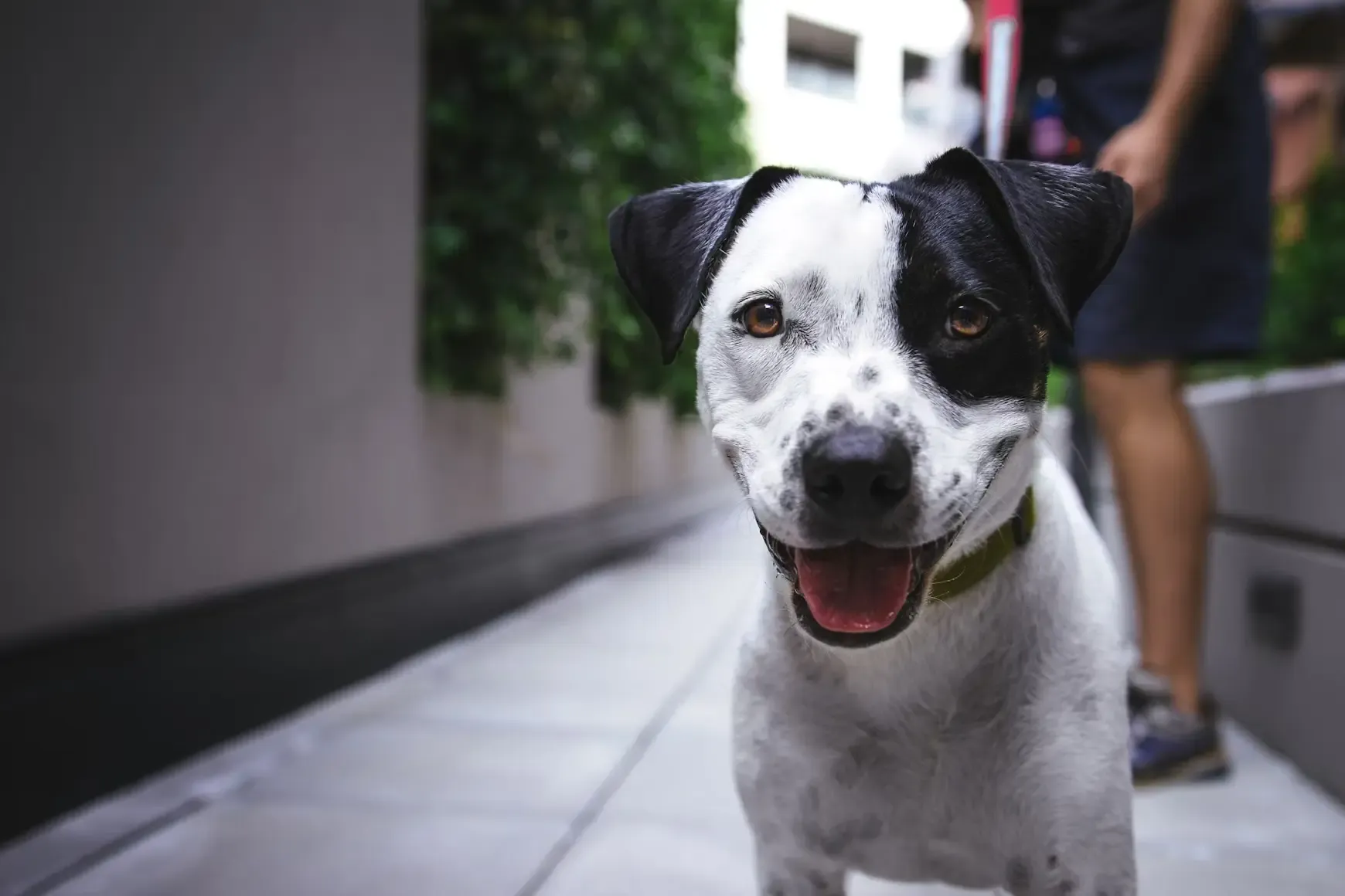 愛犬の腸活で愛犬の免疫力アップと健康維持