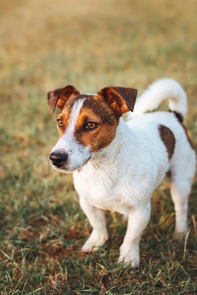 犬の耳から黒いカスが出るようになったときに疑うマラセチア外耳炎