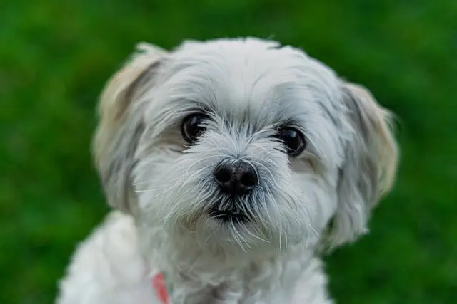 犬が鼻をこすりつける頻度が増えたときに疑うべき疾患