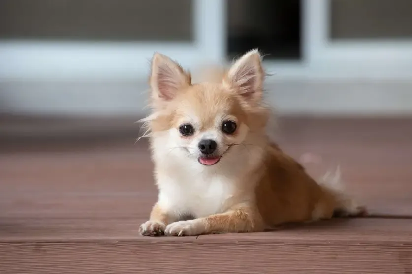 犬の尿の色で分かる健康チェック:濃い・薄い・血混じり