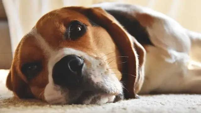 犬が暗い場所に行きたがる:光過敏・不安・痛みの切り分け