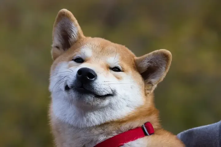 愛犬の無駄吠え・問題行動のしつけ方法