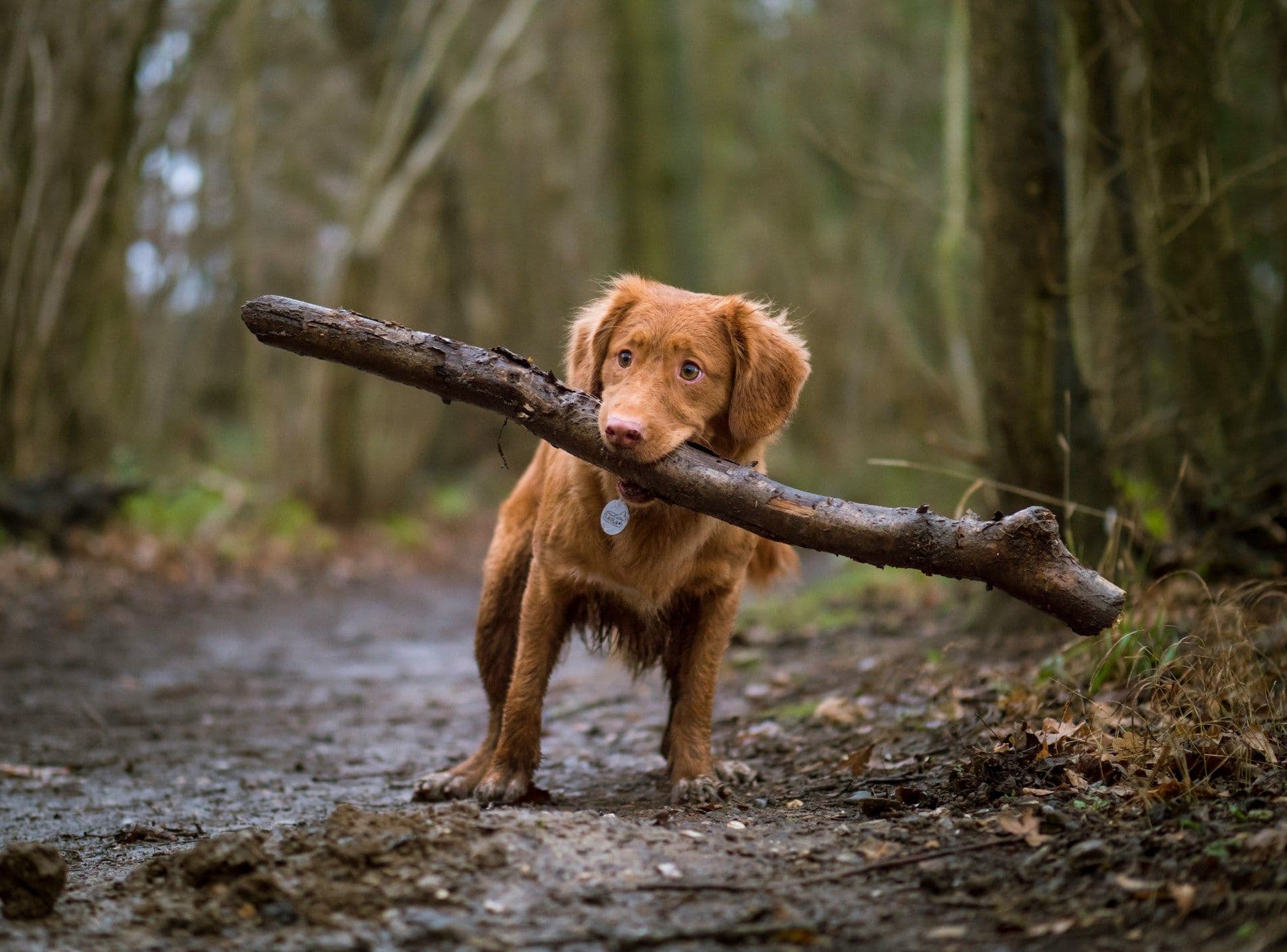 犬の問題行動を直す!専門家が教える行動学に基づいたしつけ法