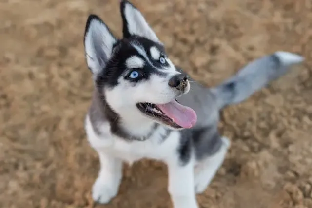 愛犬がドアの前で吠えるようになった時の心理的原因