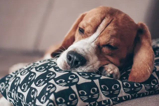 犬が片目だけしょぼしょぼしているときの見逃せない初期症状
