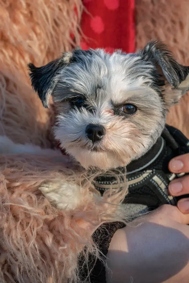 犬が耳掃除のあとに震えるようになったら見るべき違和感の出方