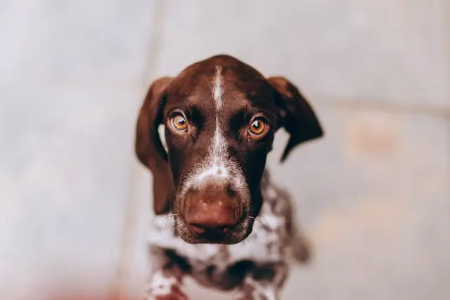 犬が湿った草地で散歩後にかゆがるときの接触性アレルゲンリスト