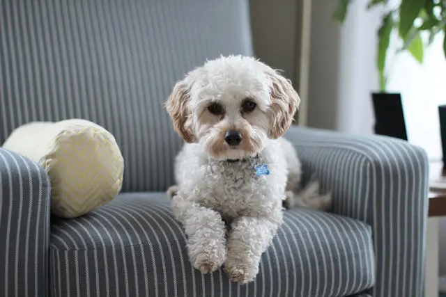 犬が目の前を何かが通ったように驚く素振りを見せたら?
