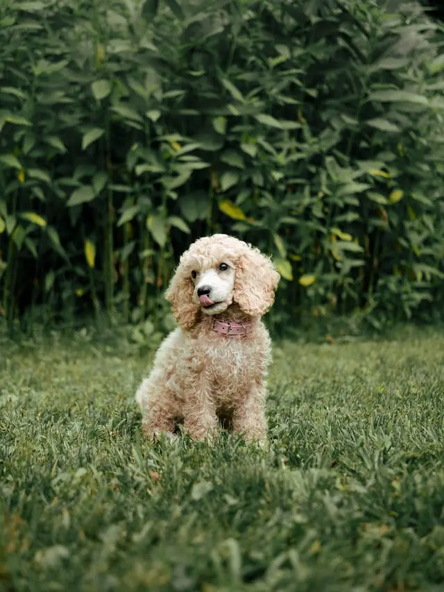 犬が散歩後に体を左右に何度もねじるようになったら?