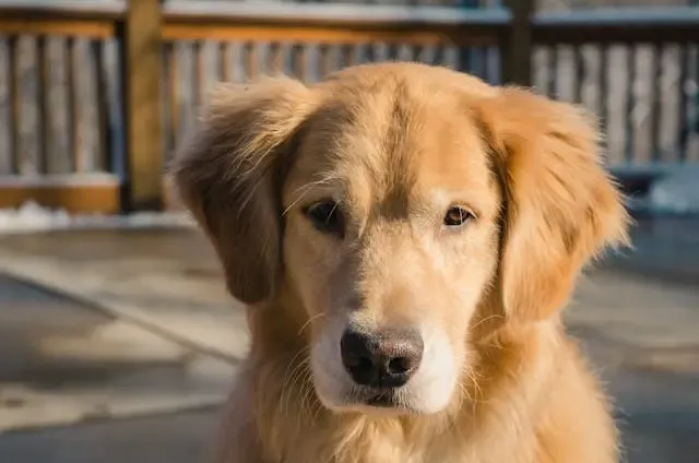 犬の耳が臭う・ベタつくときのケアと通院目安
