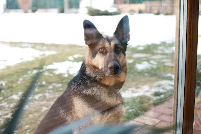 犬が多頭環境でだけ無駄吠えを始めたときの抑制テクニック