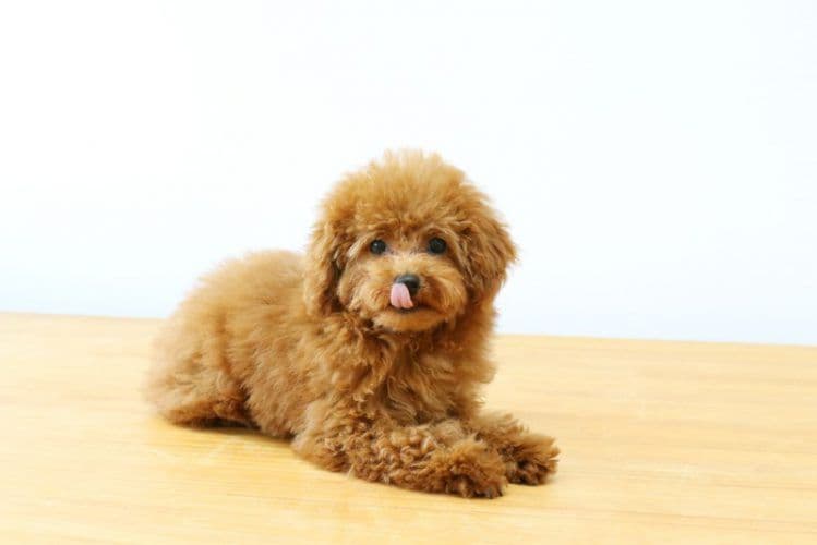 犬が顔を傾けて壁にこすりつけるような動きを見せたら?