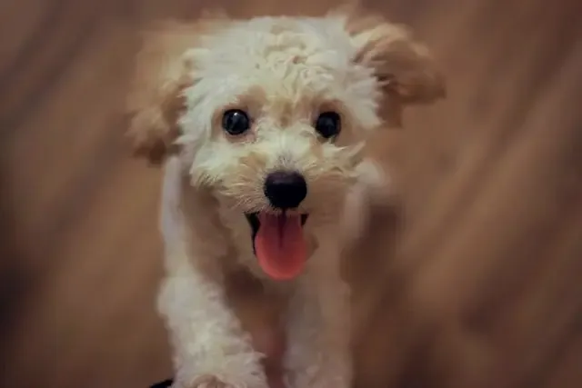 愛犬が毎回同じ時間に吠えるようになった時の生活見直し