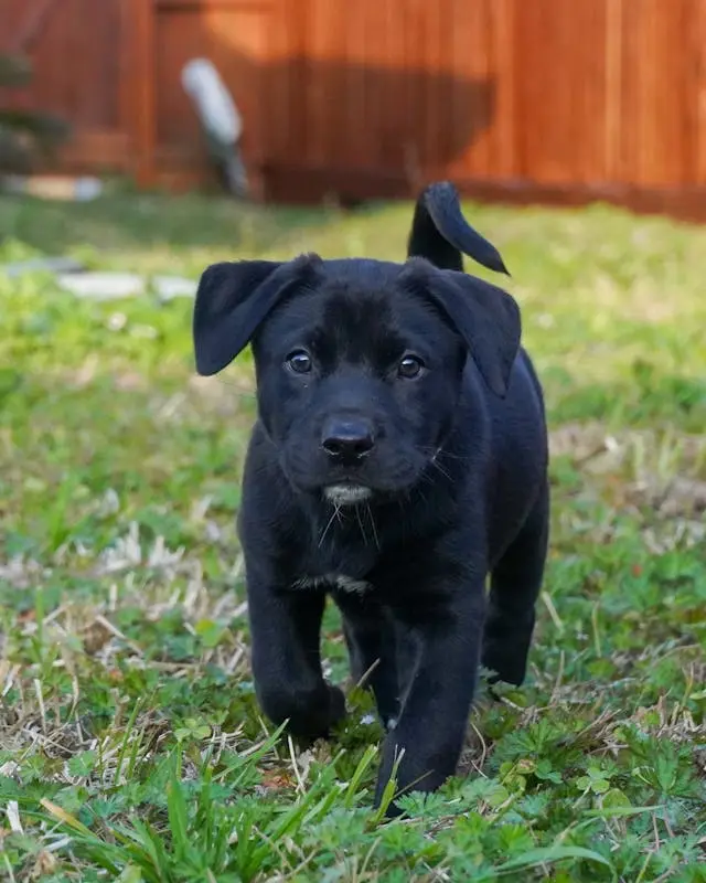 犬が特定のフードだけで下痢をするようになった時の消化酵素との相性とは