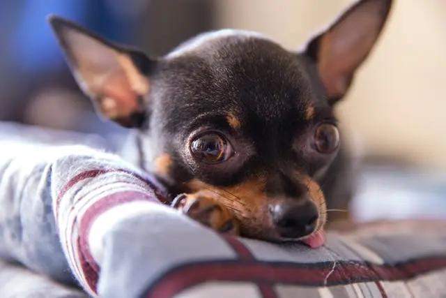 犬がフードを食べる前にお皿を鼻で押す行動をするようになった時