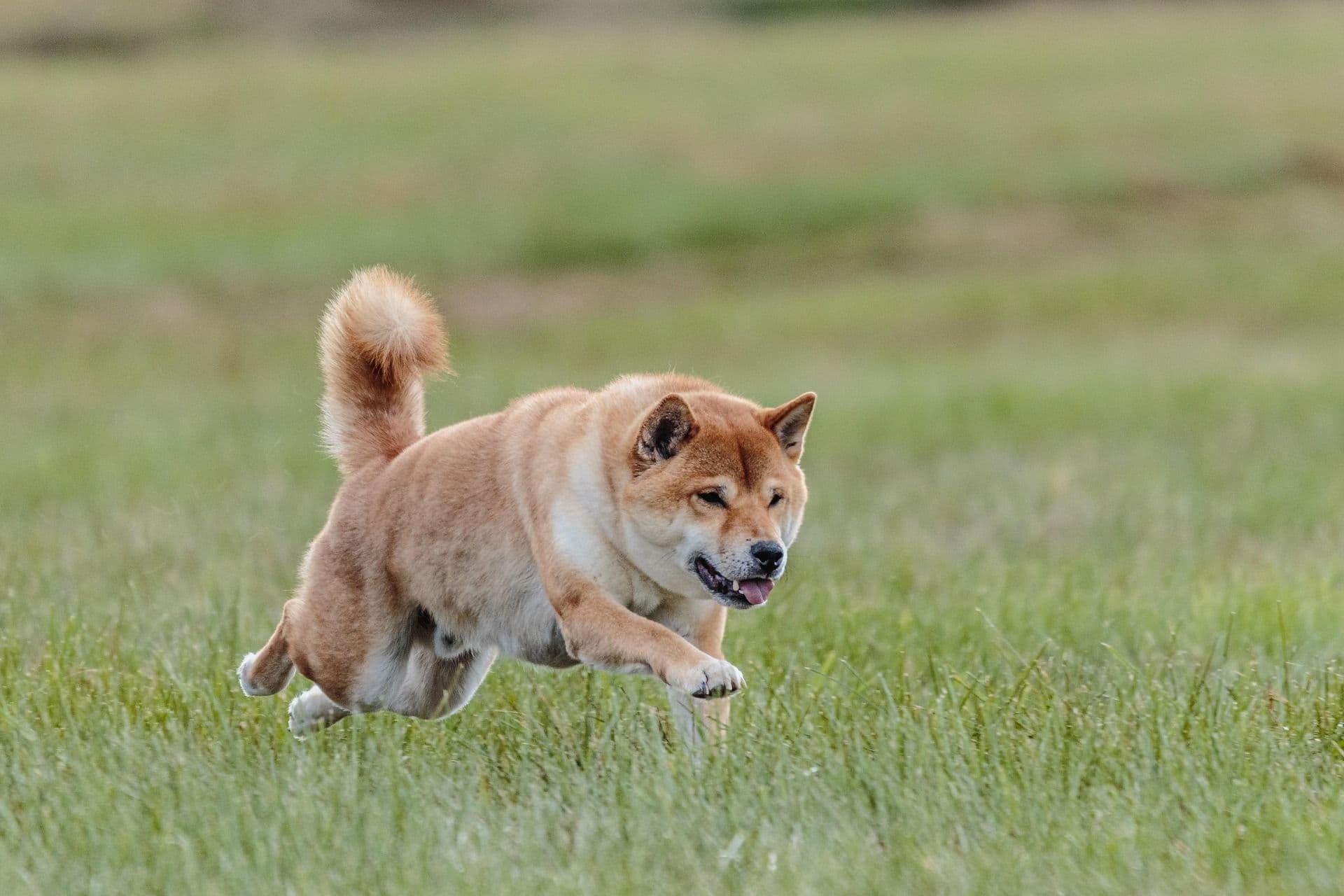 愛犬が元気ないフリをする理由と見極め方を