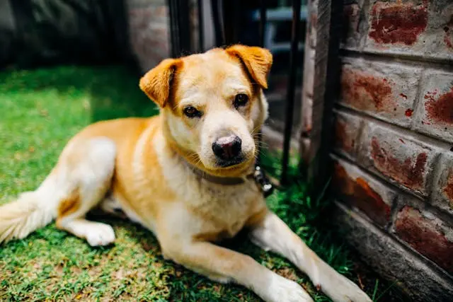 犬が車の音で極端に怖がるようになった時の段階的音慣れ訓練