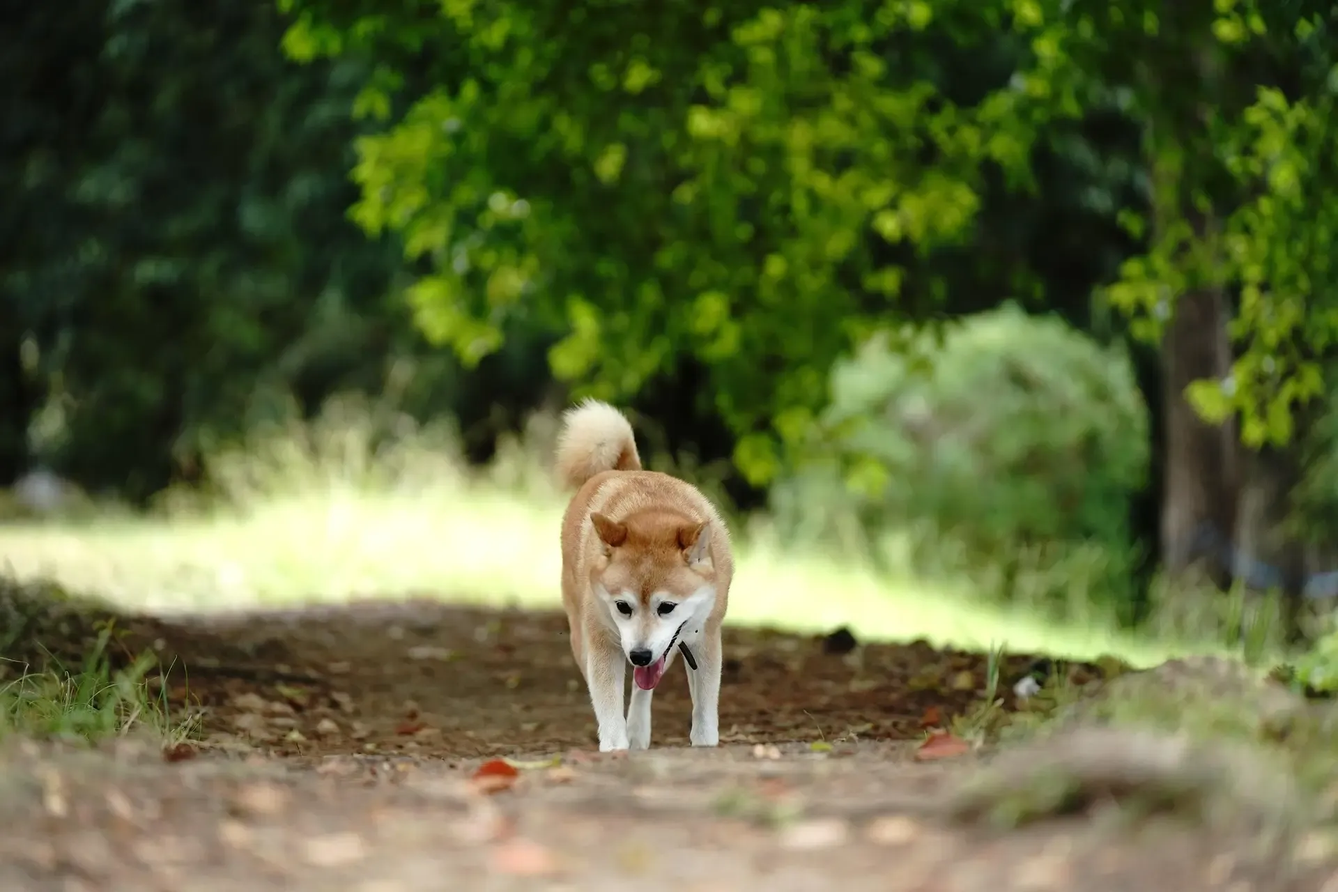 愛犬のの誤飲|原因と対処法