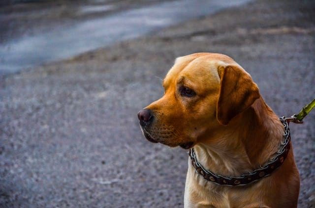 犬が血尿をする:膀胱炎・腎臓病・結石のサイン