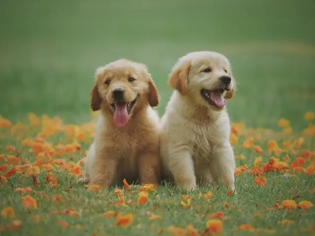 犬の耳の毛が急に抜けてきたときに見るべき皮膚疾患との関連