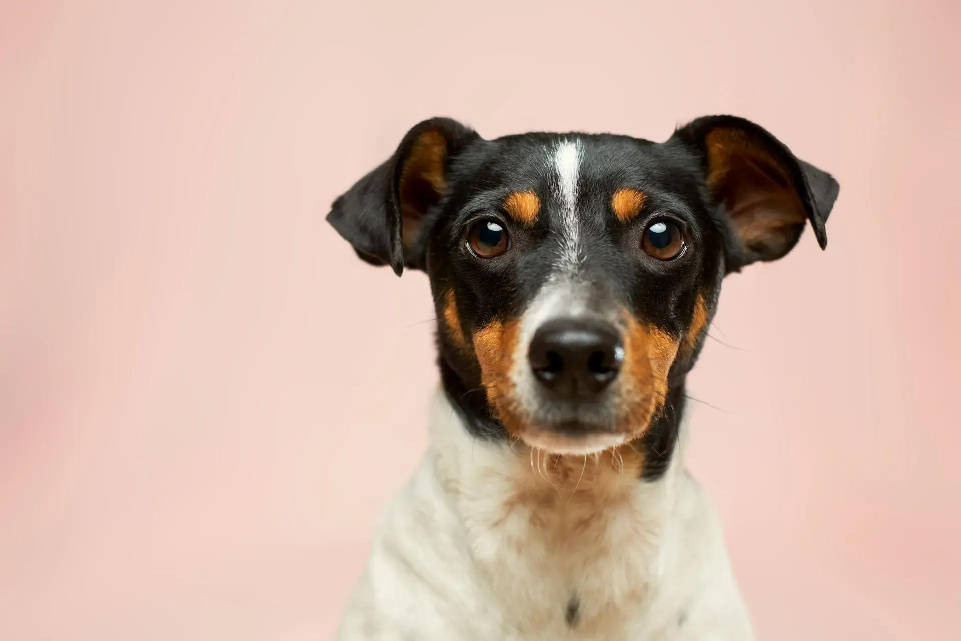 愛犬がしきりに背中をかく場合に疑うべき皮膚病とは?